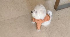 �R����(j��)˹Ȯ�����Xһֻ,���Â��f�f�Լ���һ���B(y��ng)��