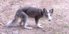 Ů�ӟo�˅^(q��)����ʳ����܇Ͷι,���^ָ���������^��