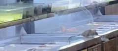 ����������C�T���@�F(xi��n)����,����������C�����¼����m(x��)