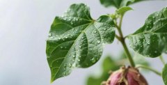 白斑最怕的三種蔬菜,為什么紅薯葉盡量少吃?